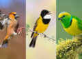 The Art of Bird Photography