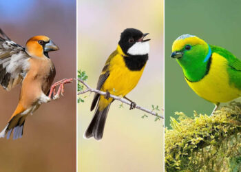 The Art of Bird Photography