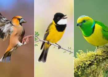 The Art of Bird Photography