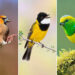 The Art of Bird Photography