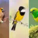 The Art of Bird Photography