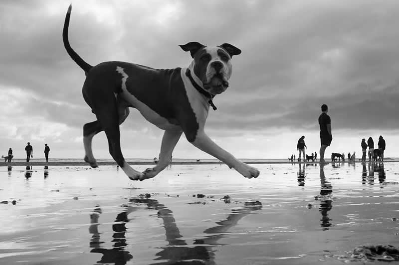 Black-and-white photograph of a large dog running across a wet beach, captured from a low perspective. Reflections shimmer on the sand while distant people and dogs create scale, making the dog appear giant against the dramatic cloudy sky.