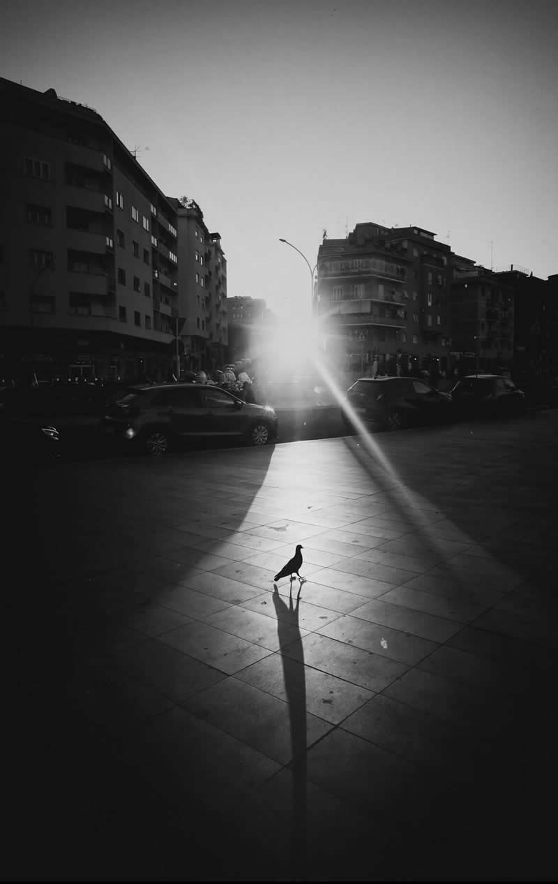 Black-and-white street photograph of a pigeon standing in a bright shaft of sunlight in an urban square. The bird casts a long shadow across tiled pavement, while silhouetted buildings and a glowing sunset create a dramatic, minimalist composition.
