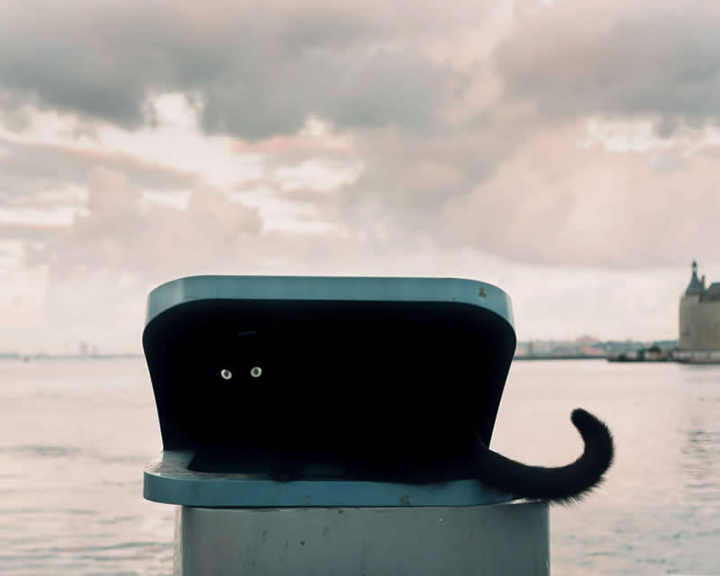 Street photograph of a black cat hiding inside a dark bench beside the water, with only its bright eyes and tail visible, framed against a calm waterfront and cloudy sky in a minimalist composition.