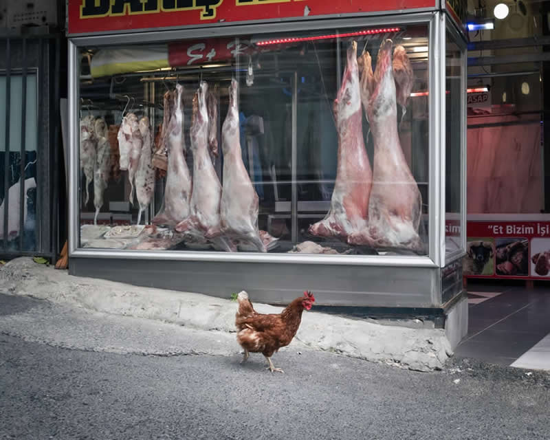 Street photograph of a chicken walking along a road in front of a butcher shop window displaying hanging meat carcasses, creating a striking and ironic visual contrast through careful timing and composition.