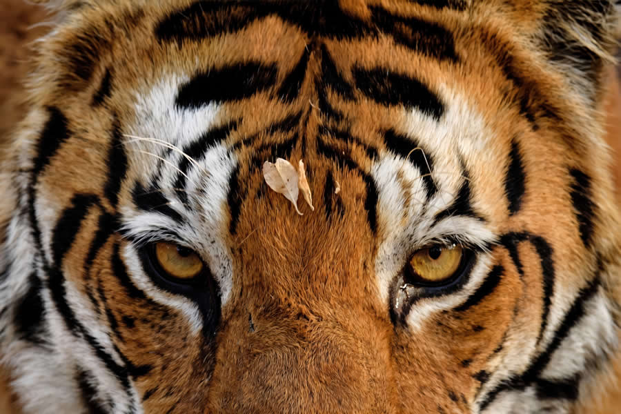 Wildlife Photography by Kallol Mukherjee