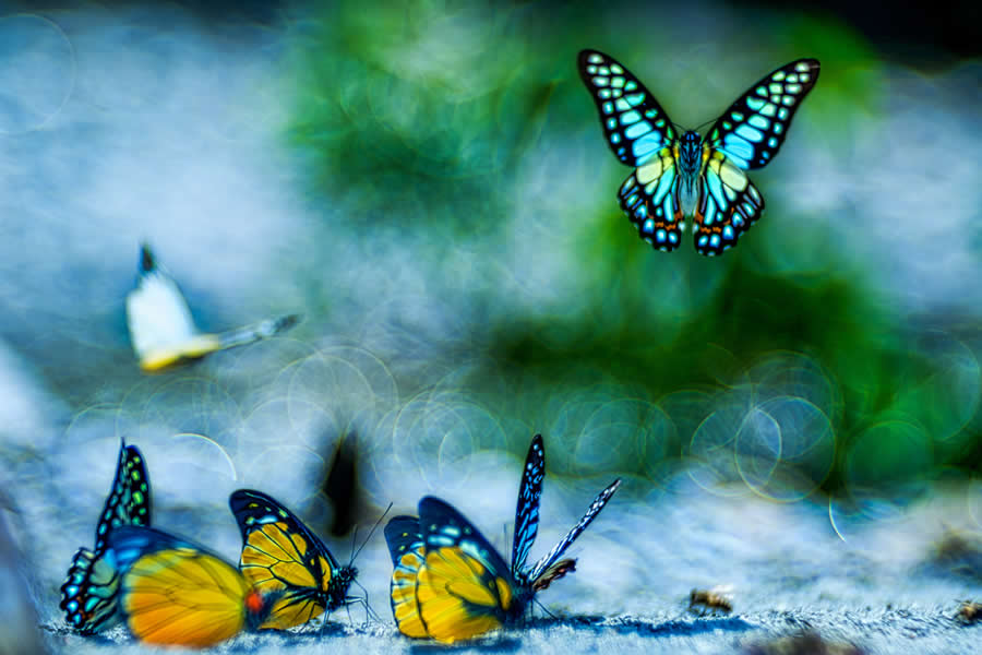 Wildlife Photography by Kallol Mukherjee
