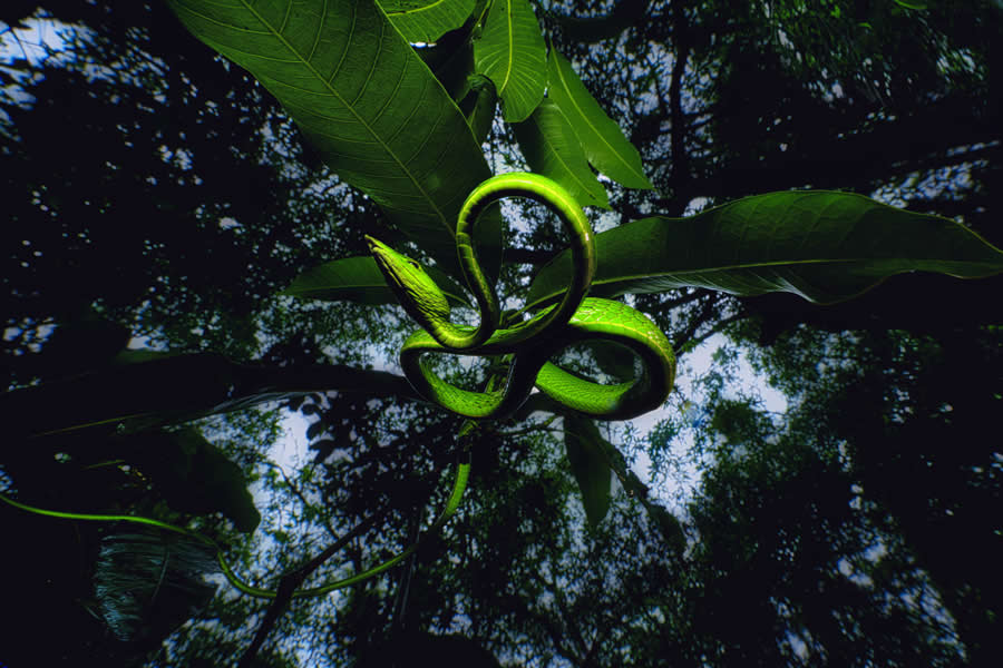 Wildlife Photography by Kallol Mukherjee