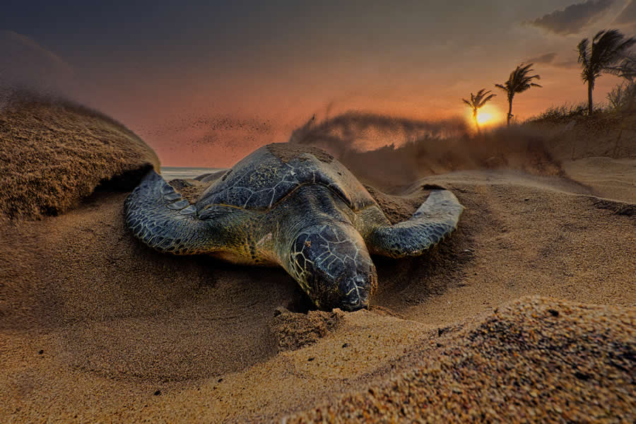 Wildlife Photography by Kallol Mukherjee