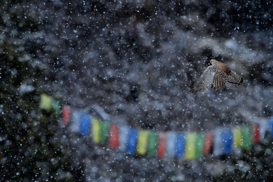 Wildlife Photography by Kallol Mukherjee