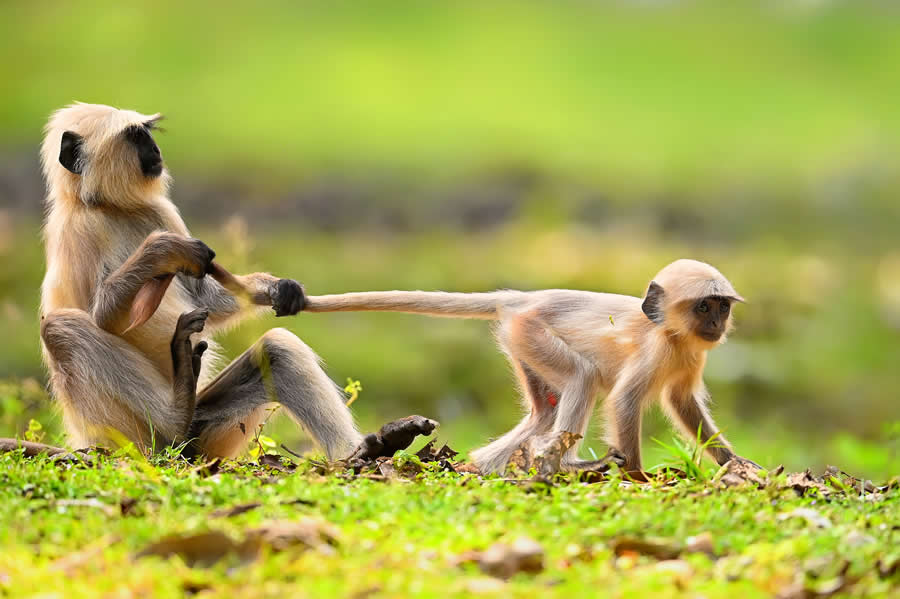 Wildlife Photography by Kallol Mukherjee
