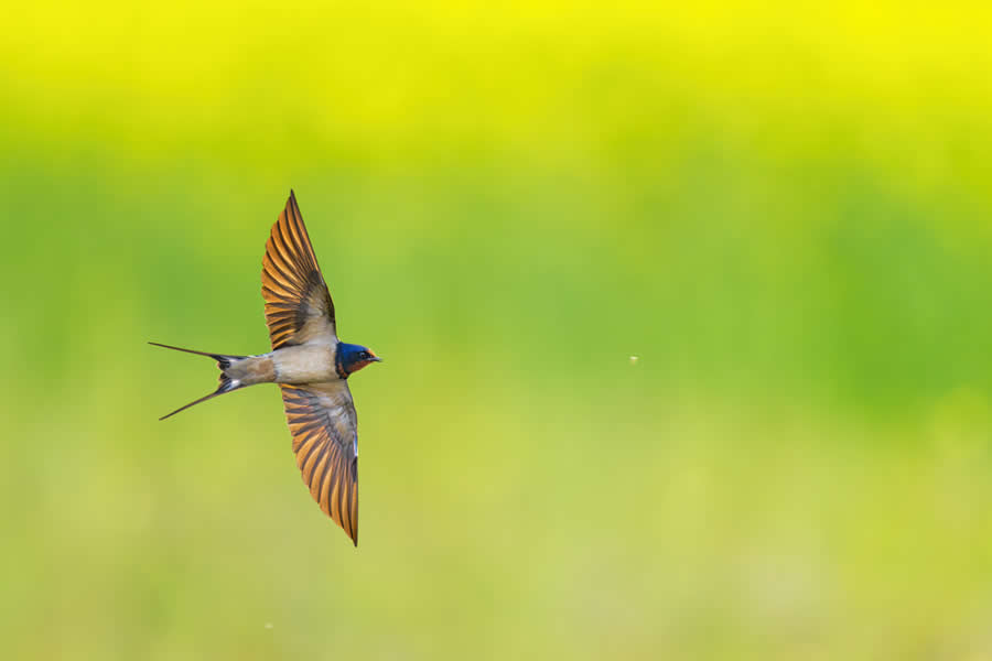 Wildlife Photography by Kallol Mukherjee
