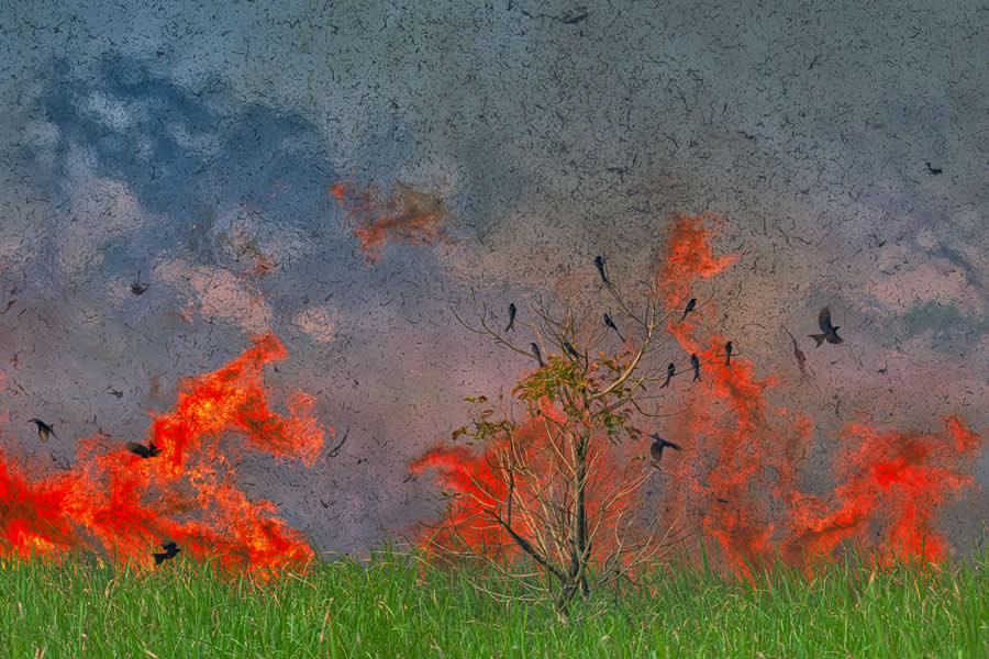 Wildlife Photography by Kallol Mukherjee