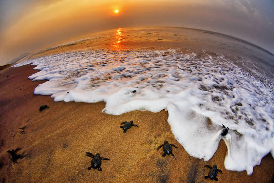 Wildlife Photography by Kallol Mukherjee