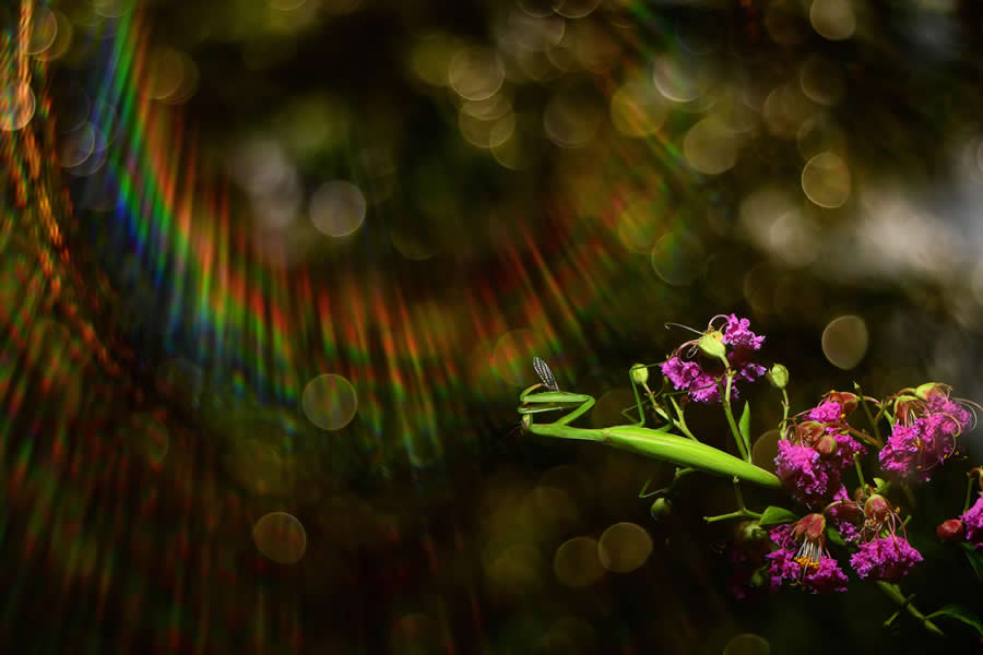Wildlife Photography by Kallol Mukherjee