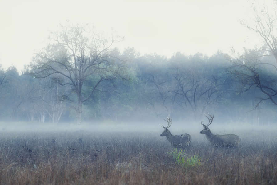 Wildlife Photography by Kallol Mukherjee