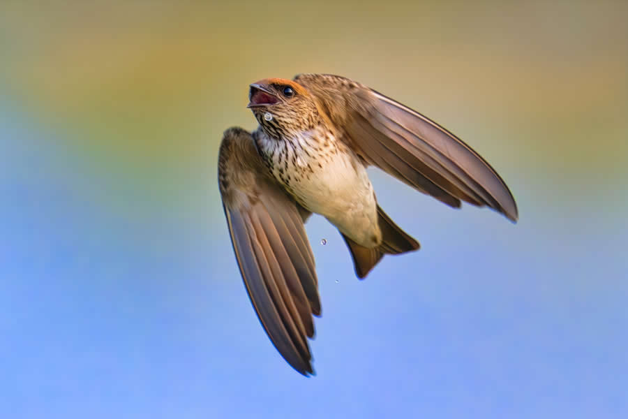 Wildlife Photography by Kallol Mukherjee