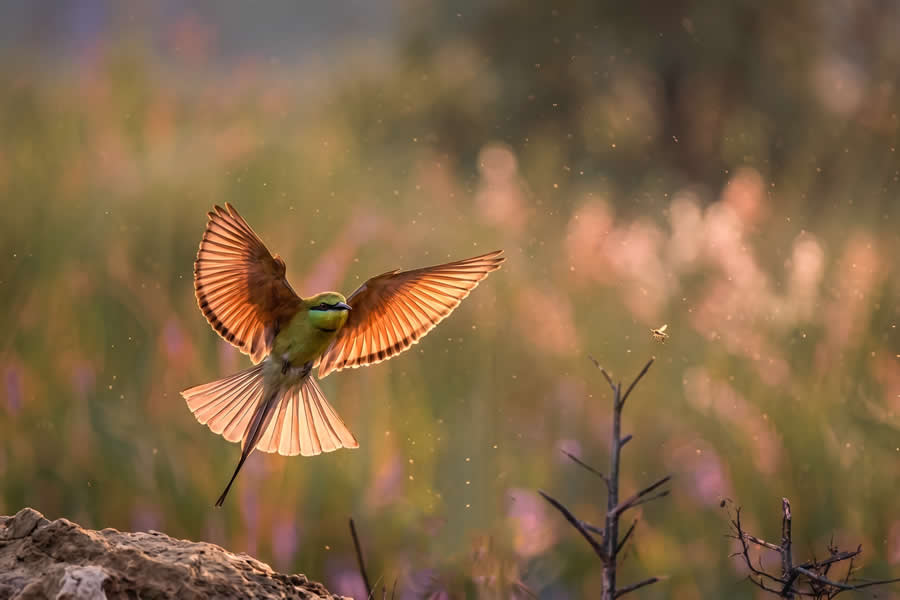 Wildlife Photography by Kallol Mukherjee