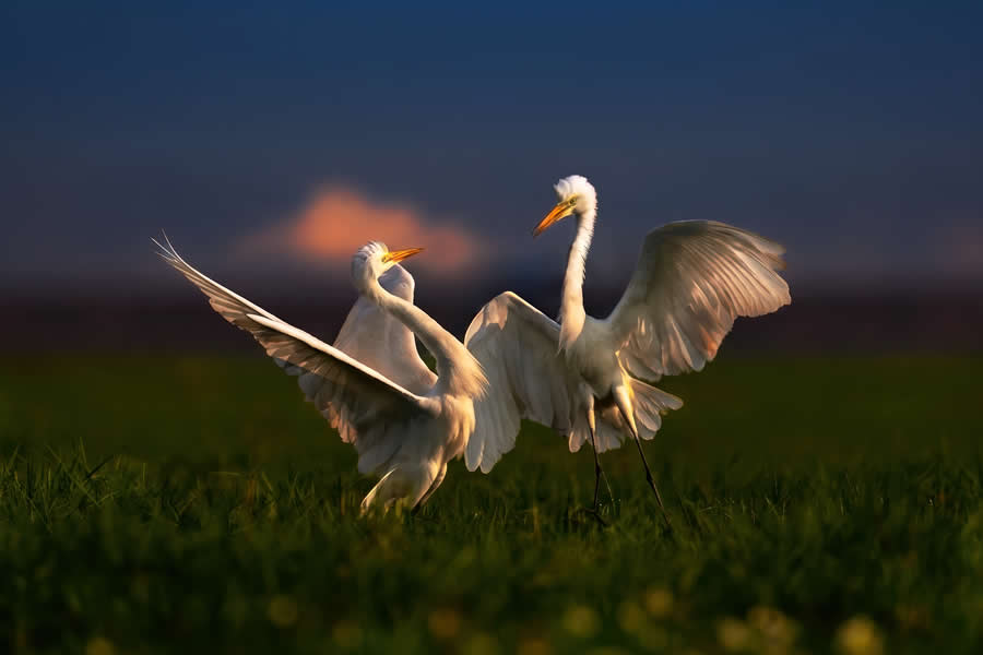 Wildlife Photography by Kallol Mukherjee