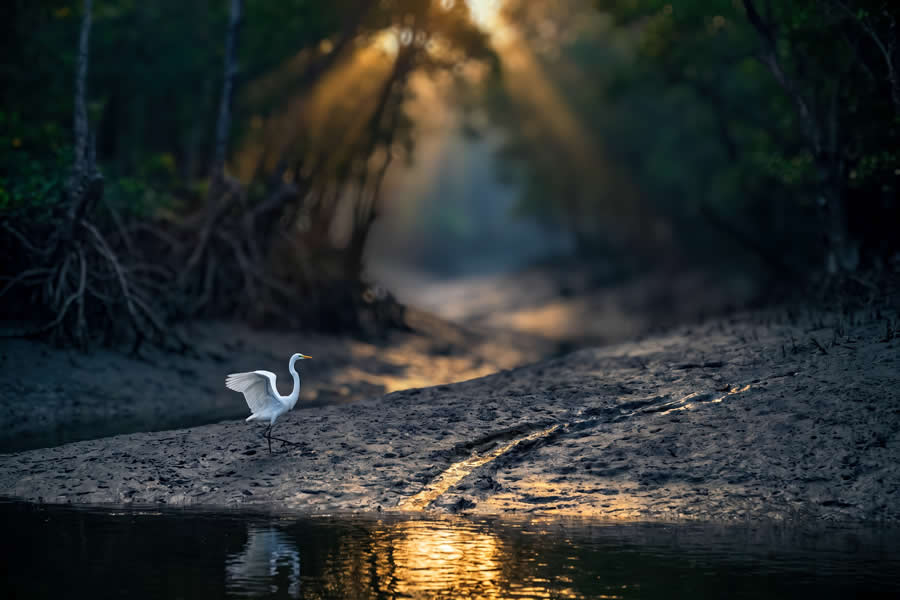 Wildlife Photography by Kallol Mukherjee
