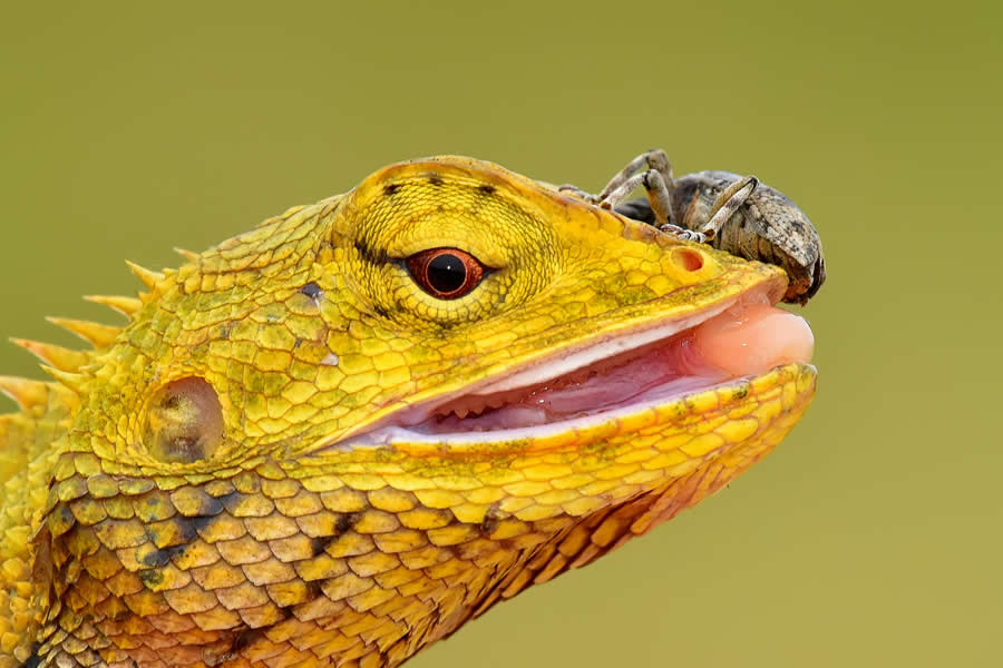 Wildlife Photography by Kallol Mukherjee