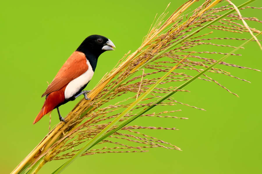 Wildlife Photography by Kallol Mukherjee