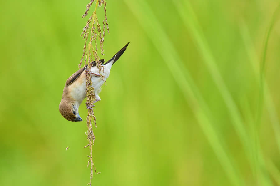 Wildlife Photography by Kallol Mukherjee