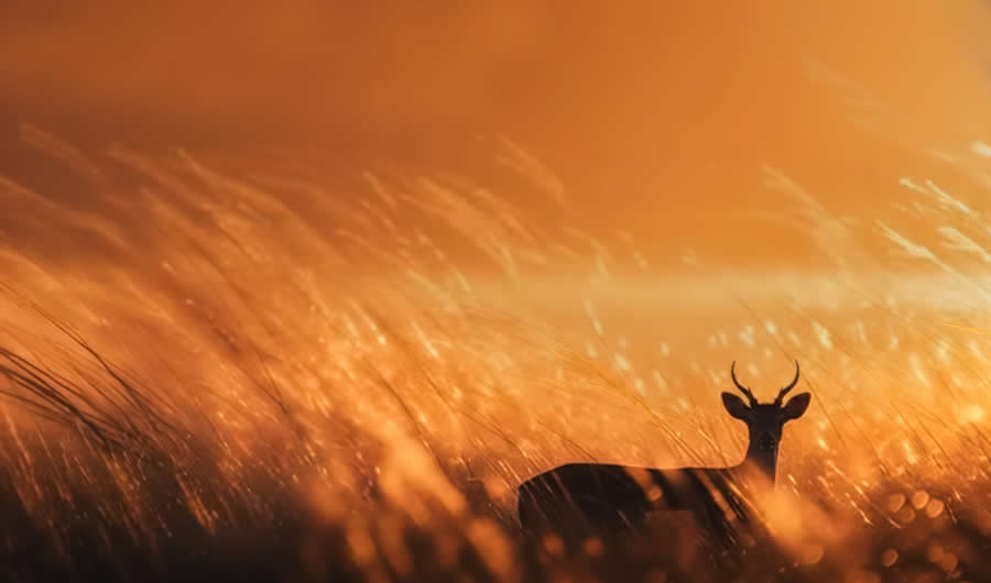 Wildlife Photography by Kallol Mukherjee