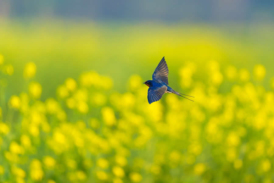 Wildlife Photography by Kallol Mukherjee