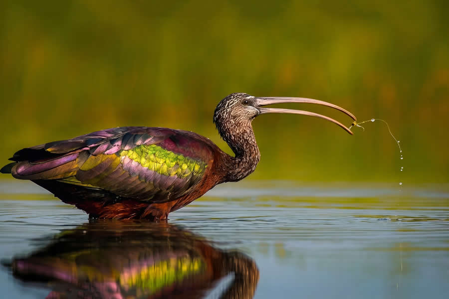 Wildlife Photography by Kallol Mukherjee