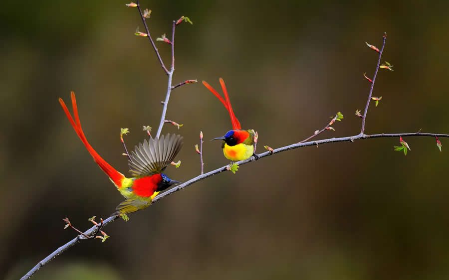 Wildlife Photography by Kallol Mukherjee
