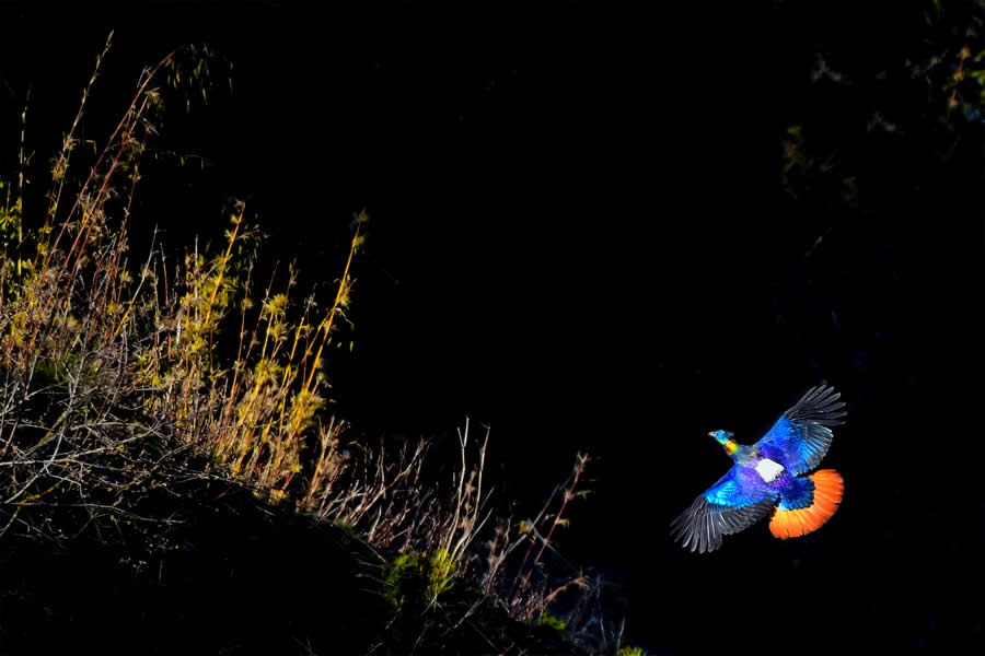Wildlife Photography by Kallol Mukherjee