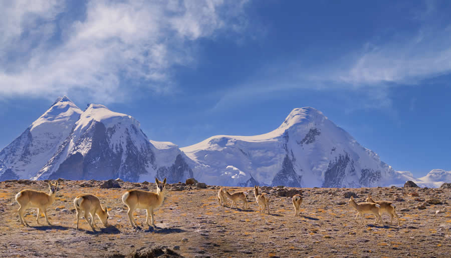 Wildlife Photography by Kallol Mukherjee