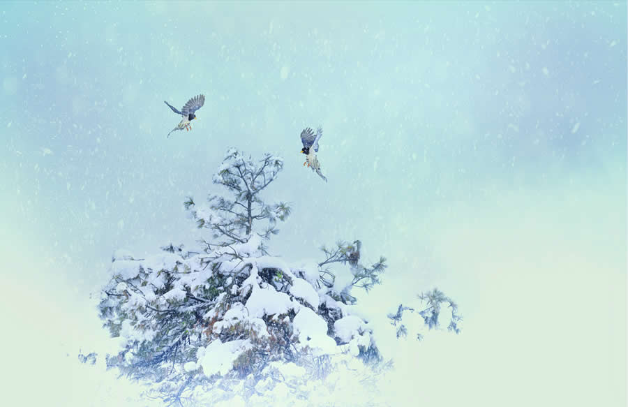 Wildlife Photography by Kallol Mukherjee