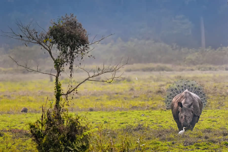 Wildlife Photography by Kallol Mukherjee