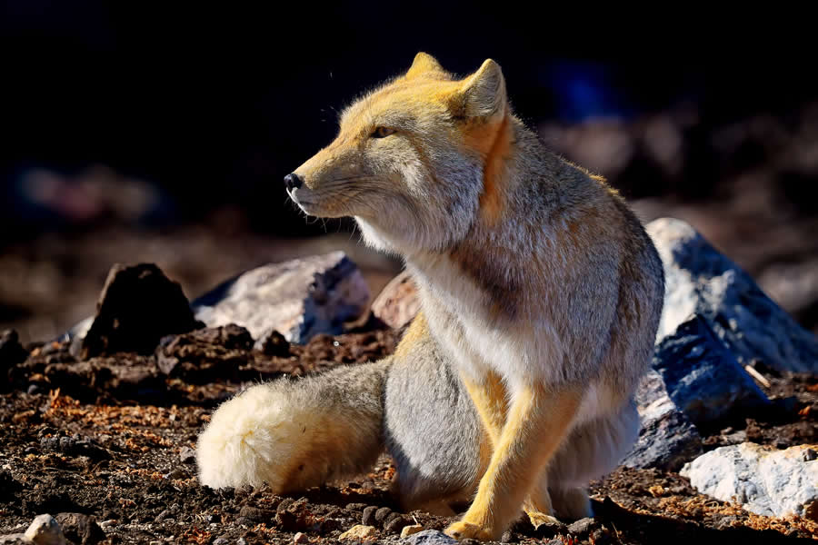 Wildlife Photography by Kallol Mukherjee