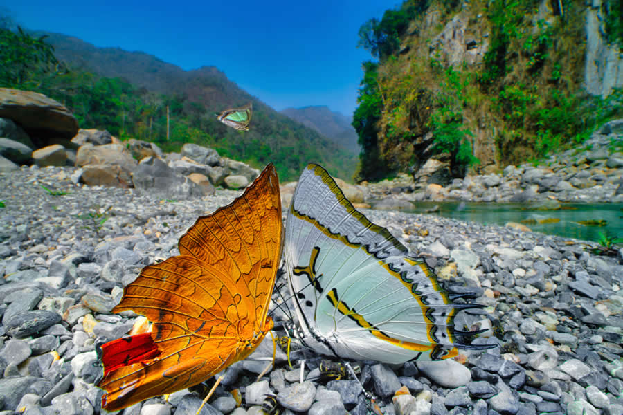 Wildlife Photography by Kallol Mukherjee