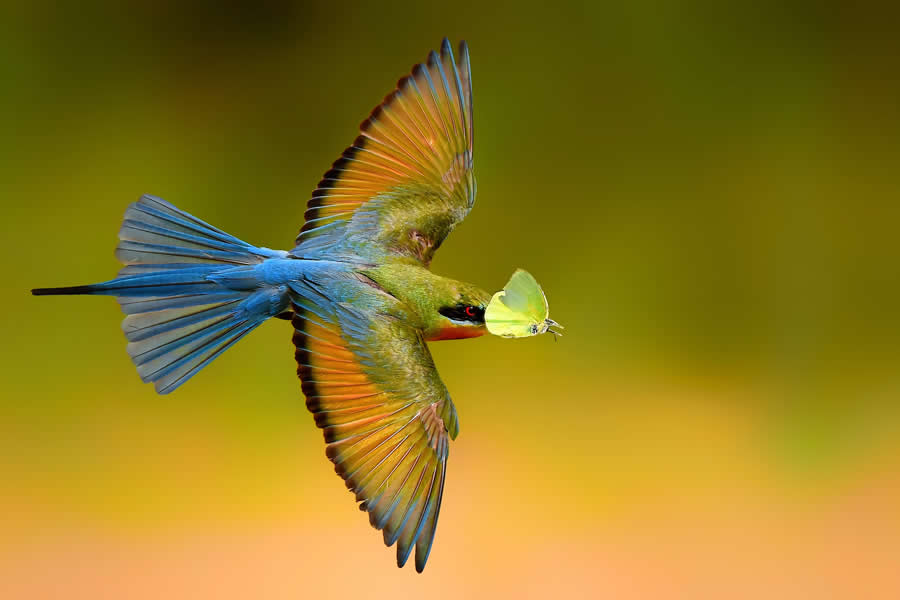 Wildlife Photography by Kallol Mukherjee