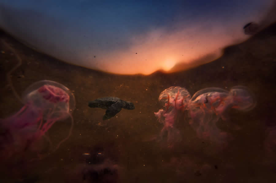 Wildlife Photography by Kallol Mukherjee
