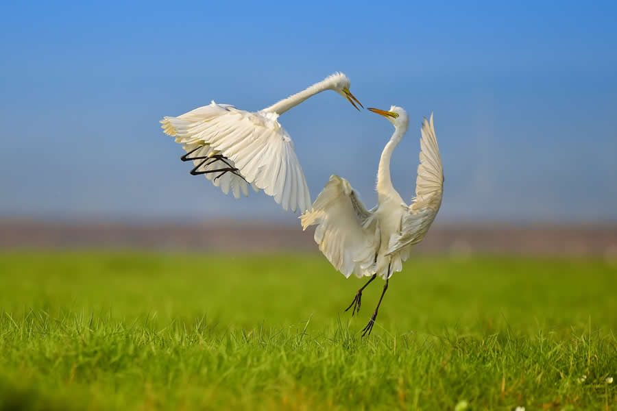 Wildlife Photography by Kallol Mukherjee