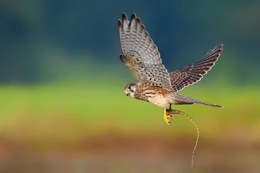 Wildlife Photography by Kallol Mukherjee
