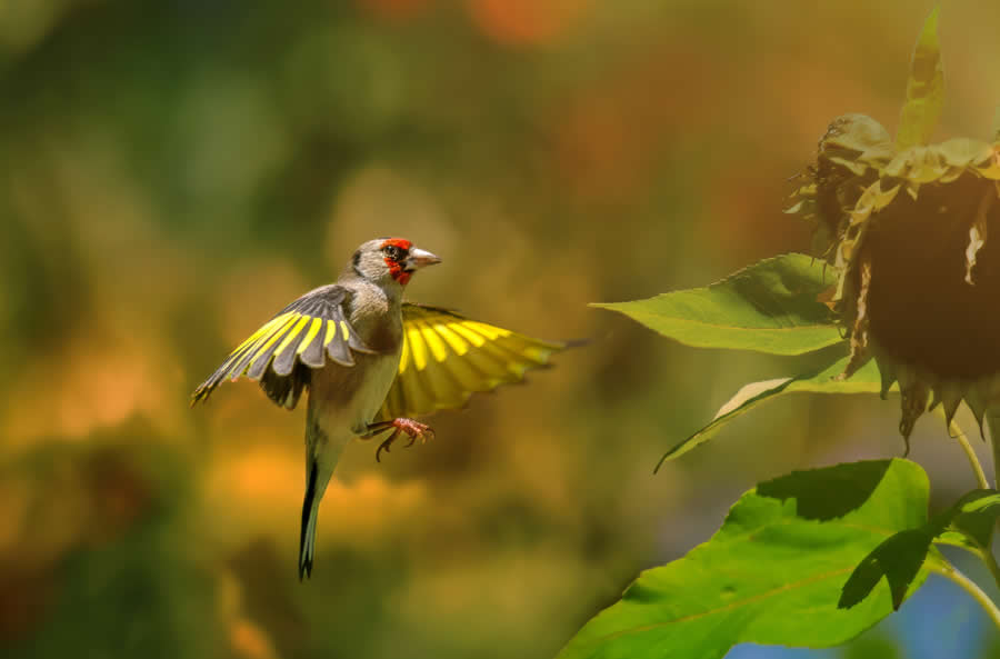 Wildlife Photography by Kallol Mukherjee