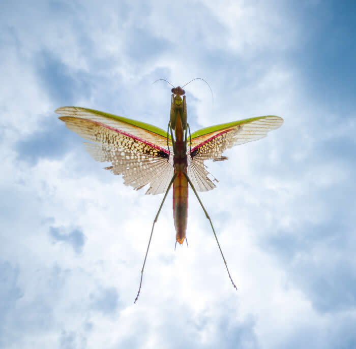Praying Mantis In The Heavens - Wildlife Photos Captured with Phone by Steven Scott Grogin