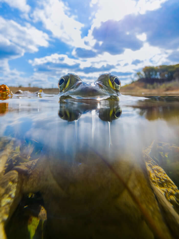 Bullfrog Between Worlds - Wildlife Photos Captured with Phone by Steven Scott Grogin