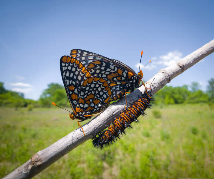 Meadow Generations - Wildlife Photos Captured with Phone by Steven Scott Grogin