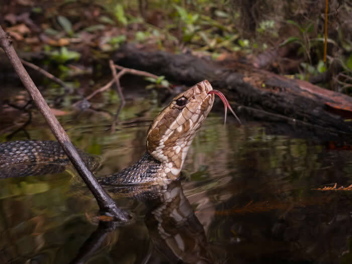Tasting The Current - Wildlife Photos Captured with Phone by Steven Scott Grogin