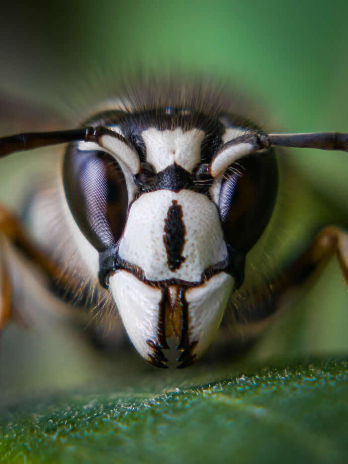 White-Masked Sentinel - Wildlife Photos Captured with Phone by Steven Scott Grogin
