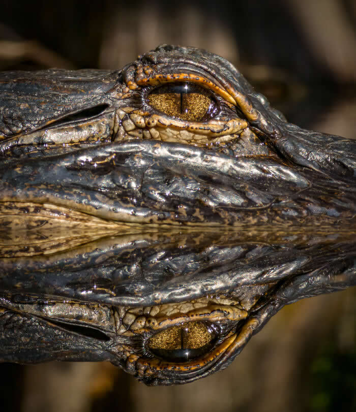 Twin Embers - Wildlife Photos Captured with Phone by Steven Scott Grogin