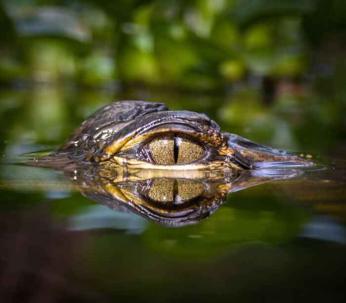 Golden Watcher - Wildlife Photos Captured with Phone by Steven Scott Grogin