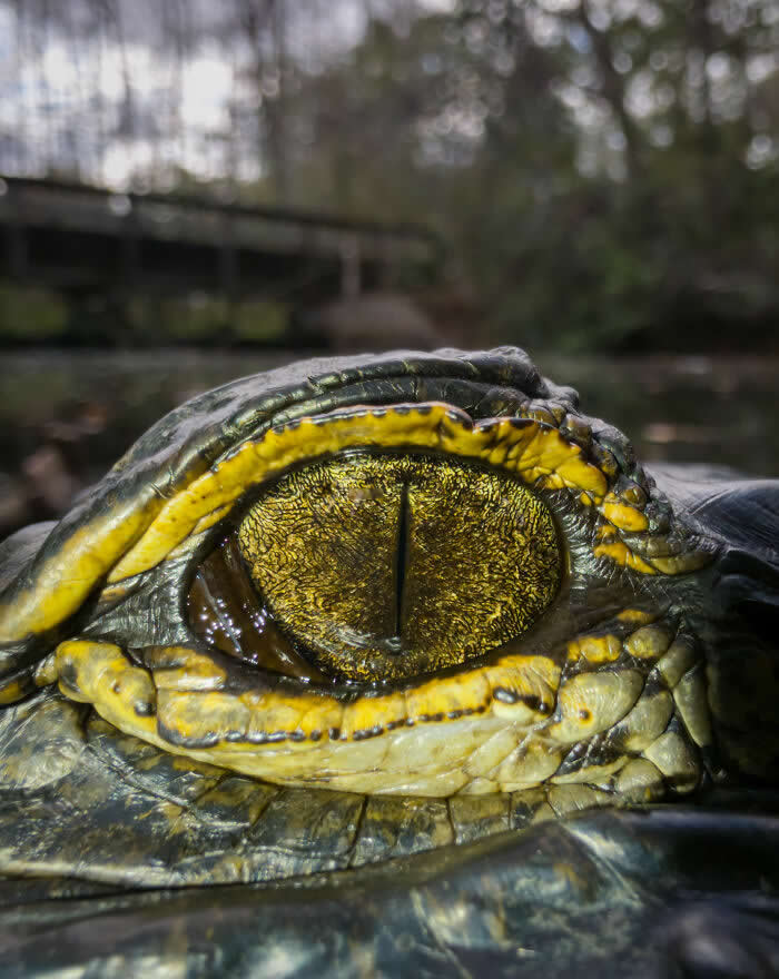 Ancient Gold - Wildlife Photos Captured with Phone by Steven Scott Grogin